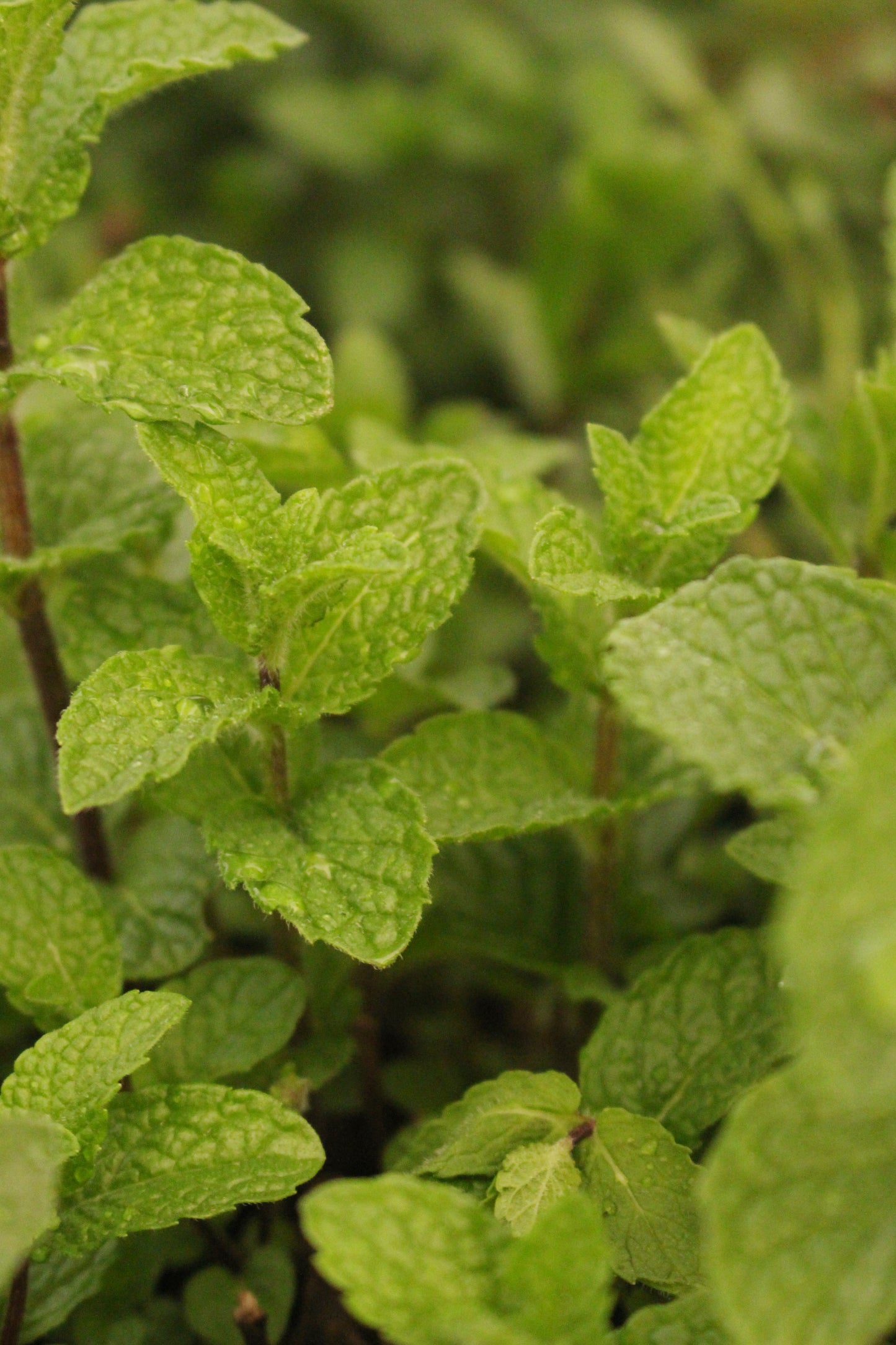 Plantas aromáticas y/ medicinales
