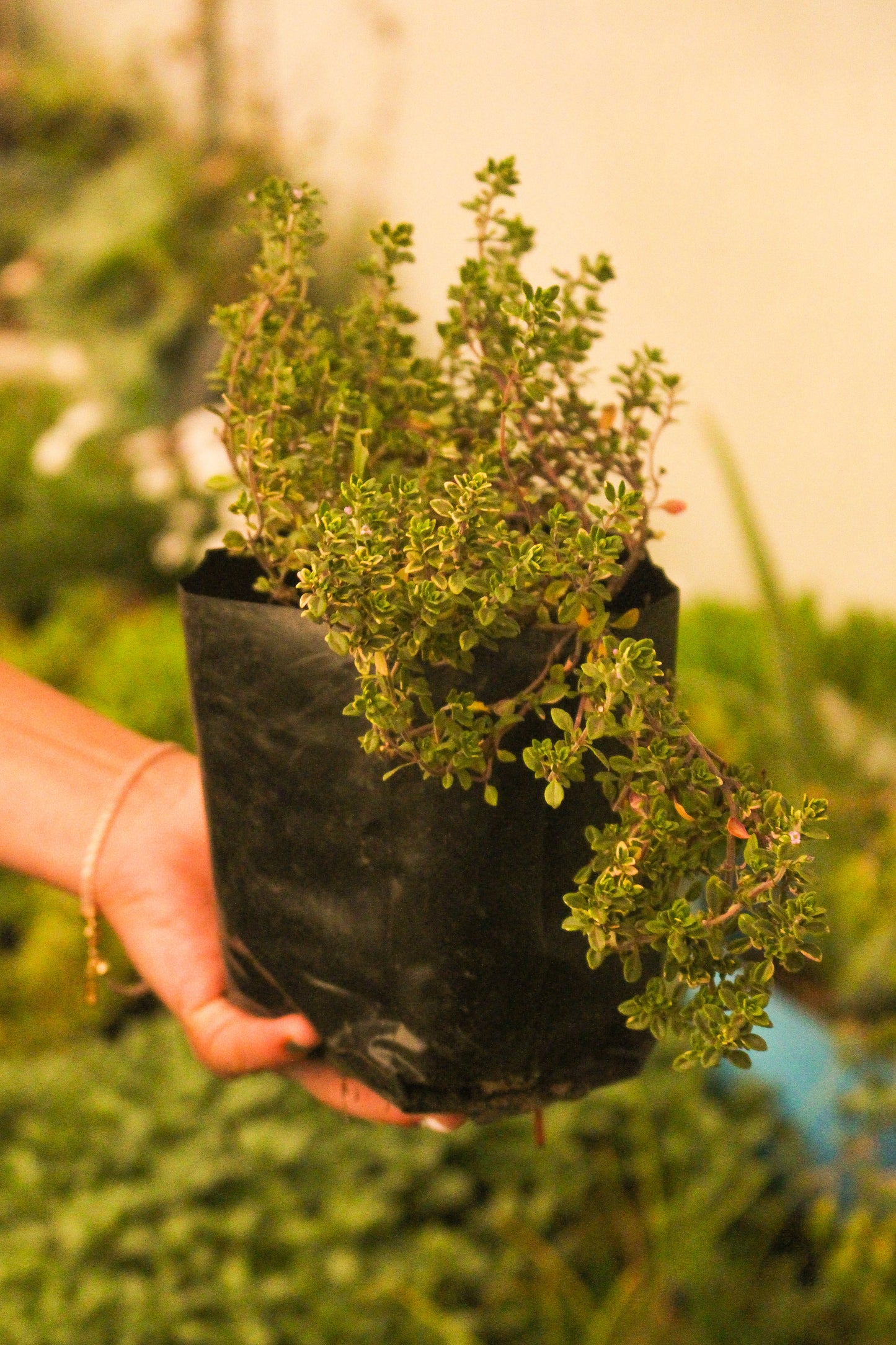 Plantas aromáticas y/ medicinales