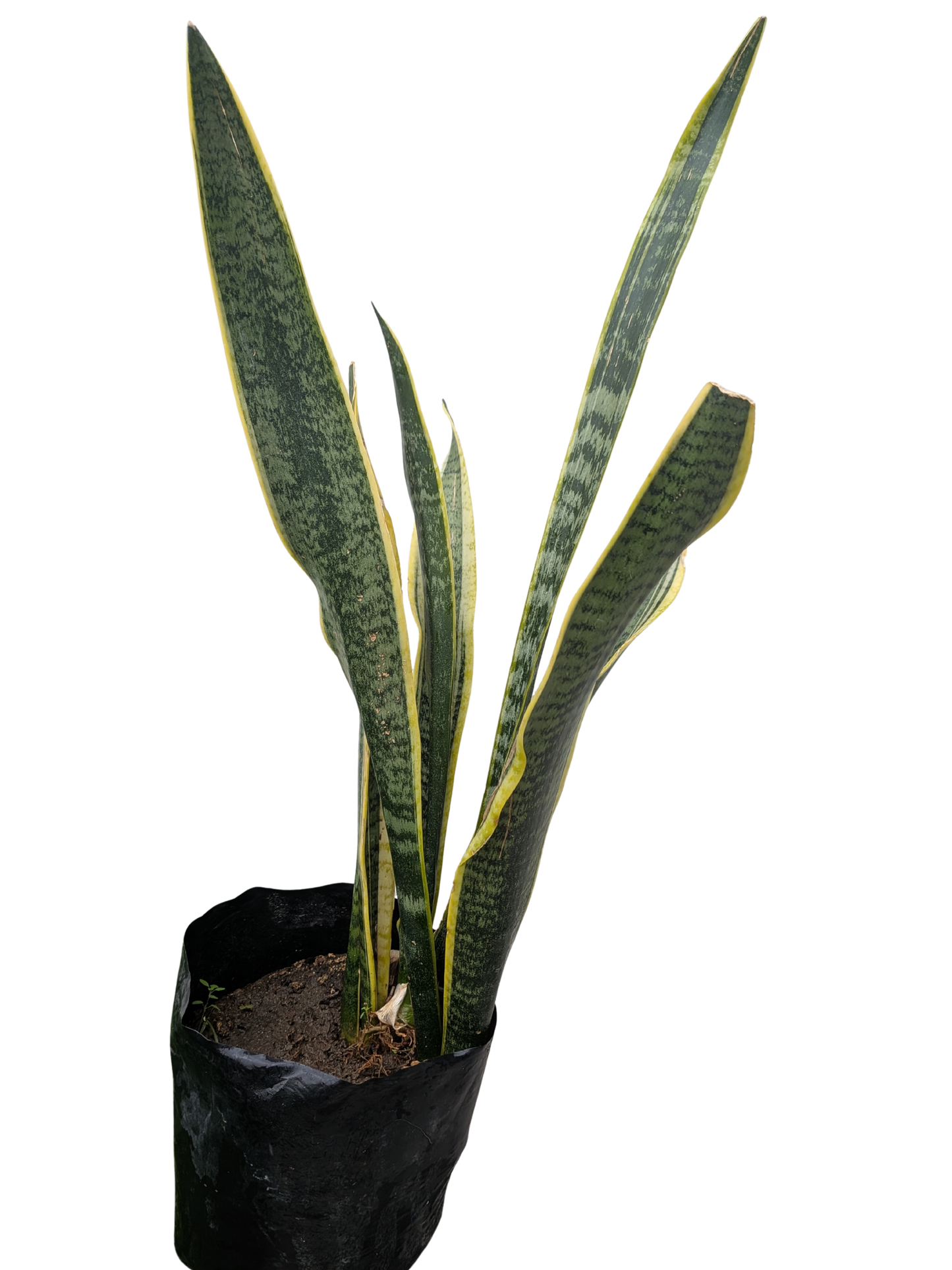 Lengua de suegra