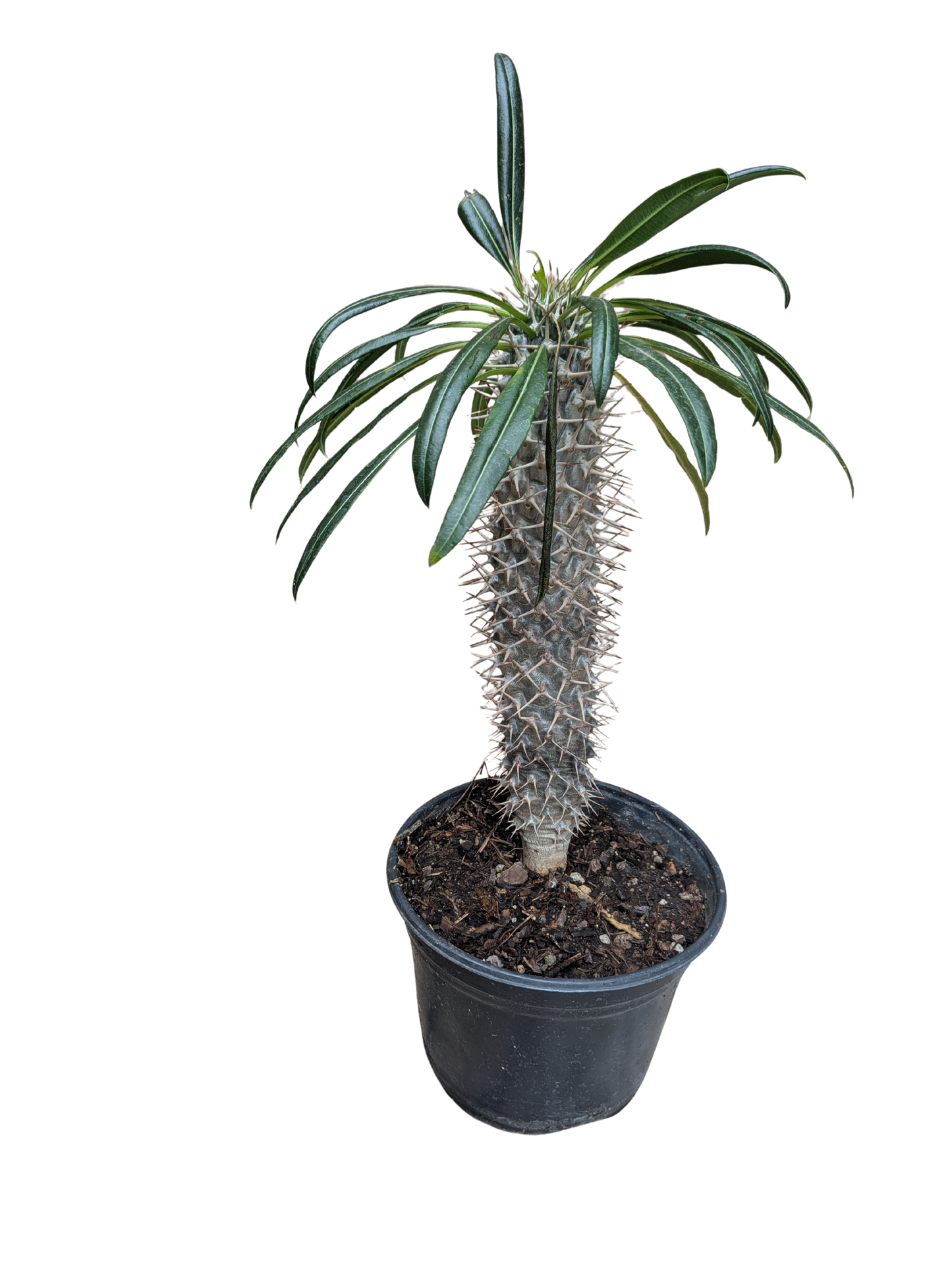 Palma de Madagascar