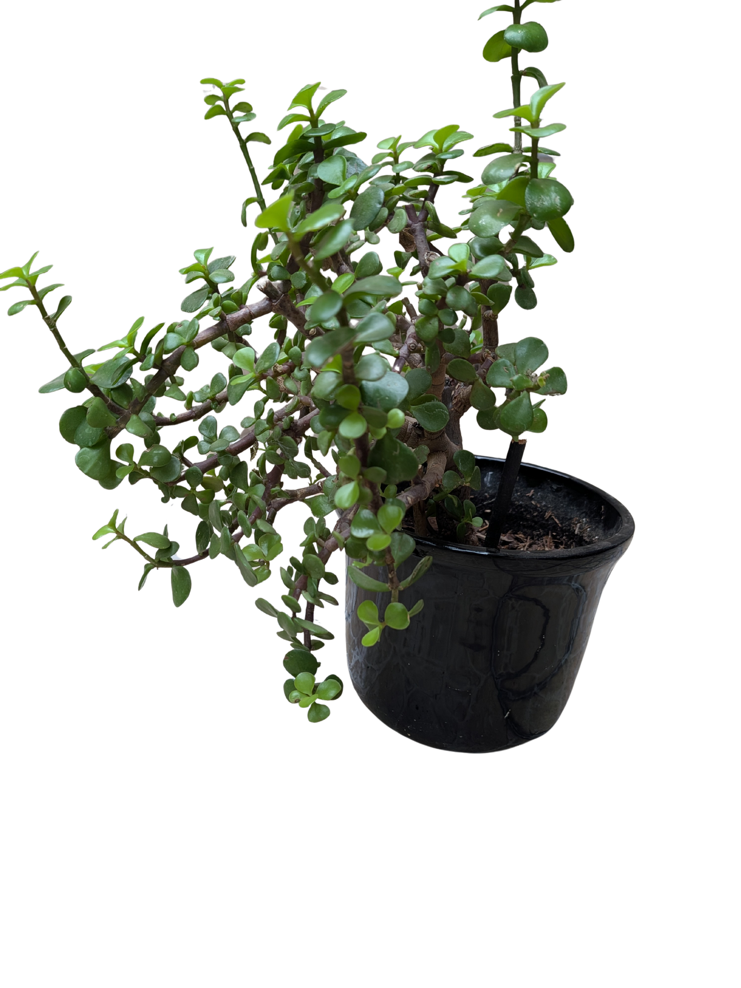 Maceta con planta