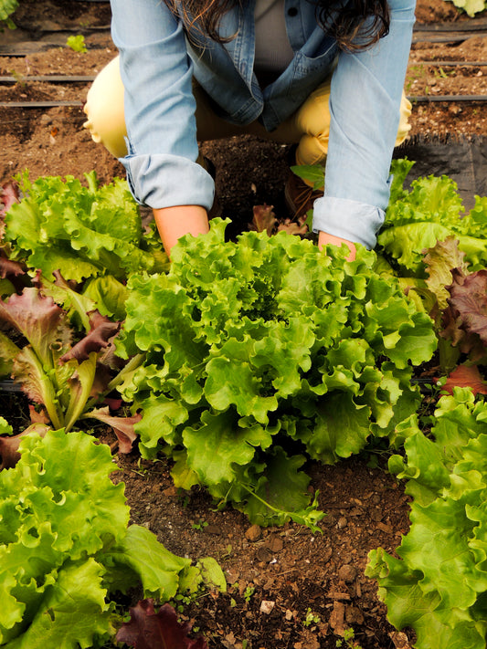 Lechuga
