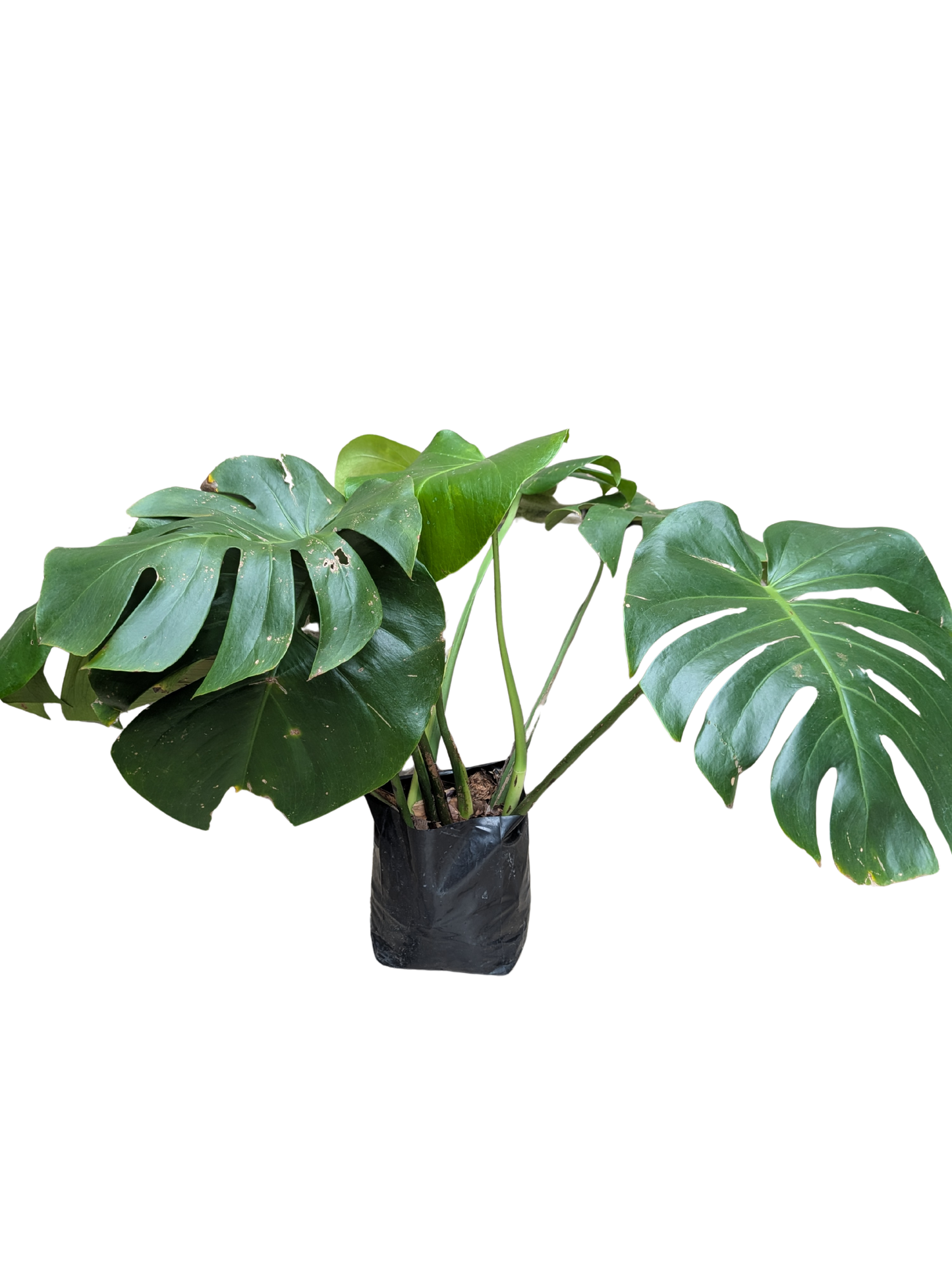 Monstera