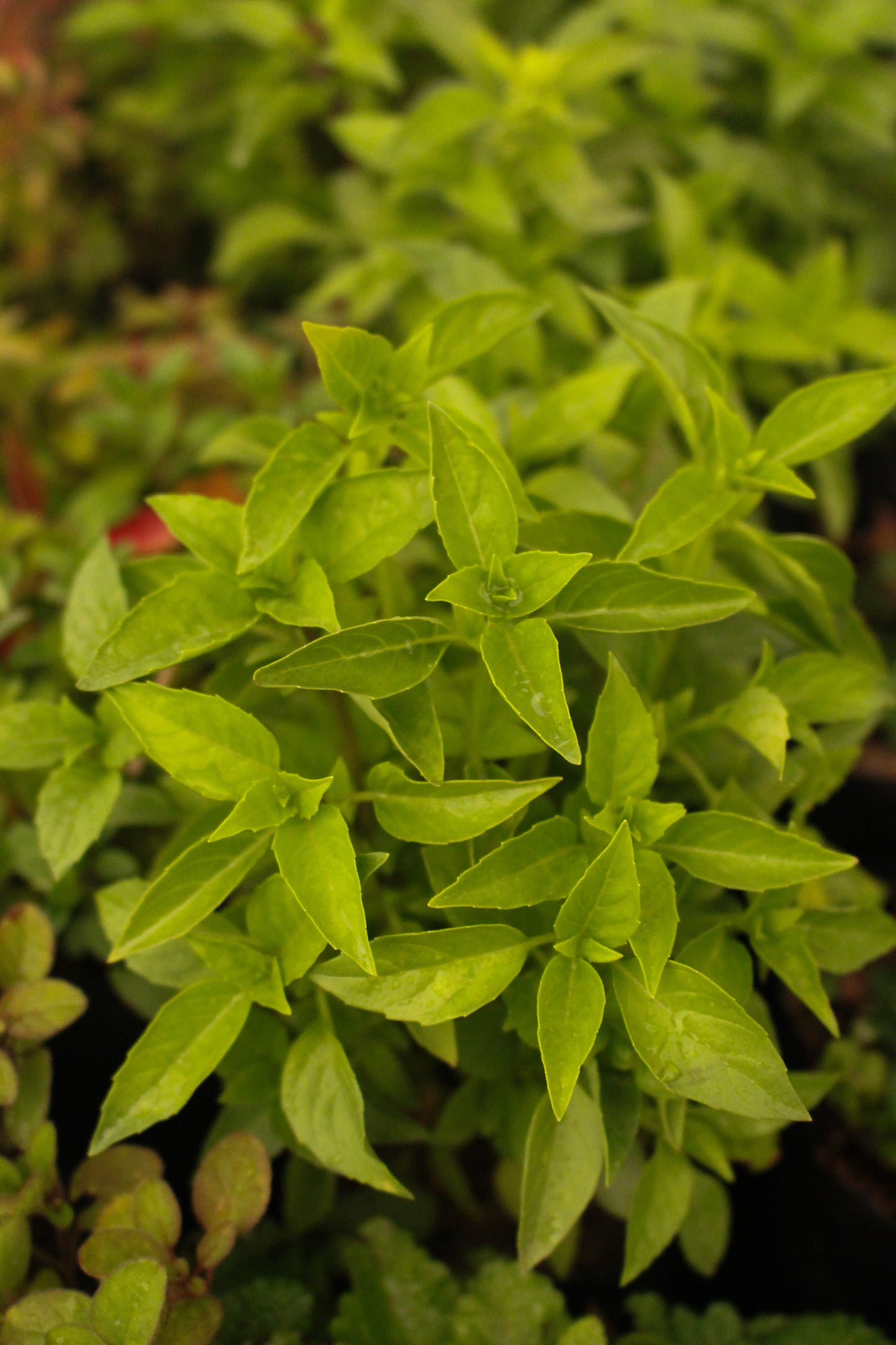 Plantas aromáticas y/ medicinales