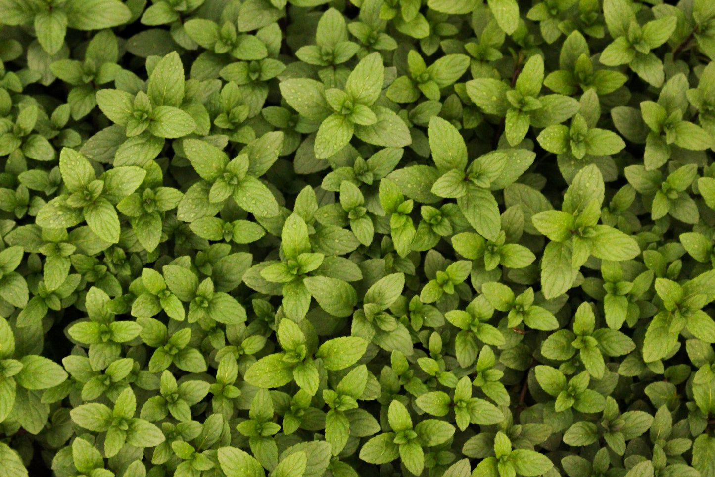 Plantas aromáticas y/ medicinales