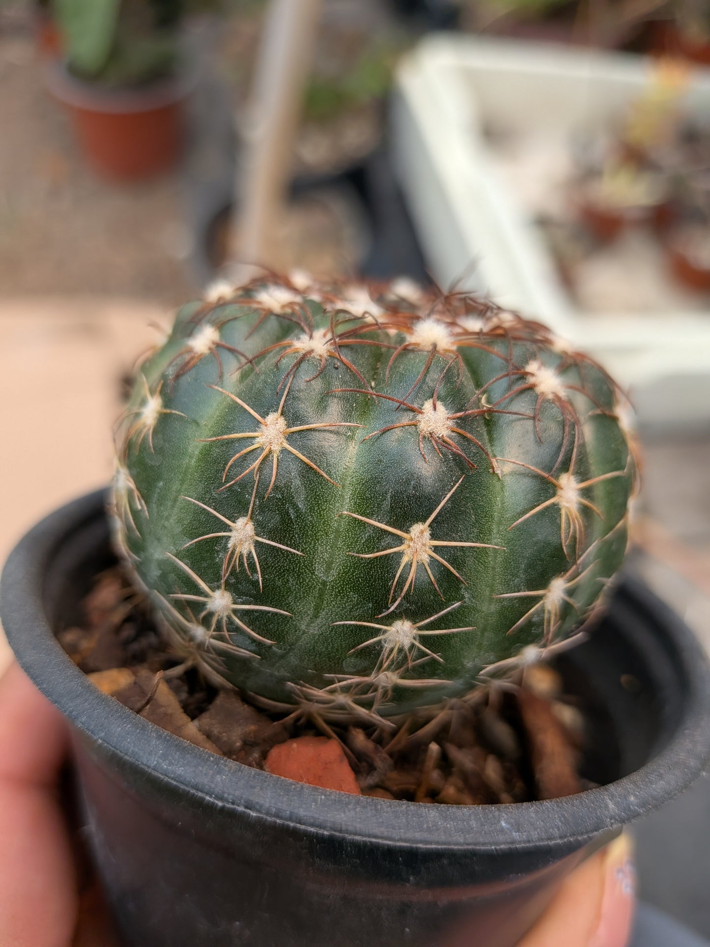 Cactus Paradia werneri