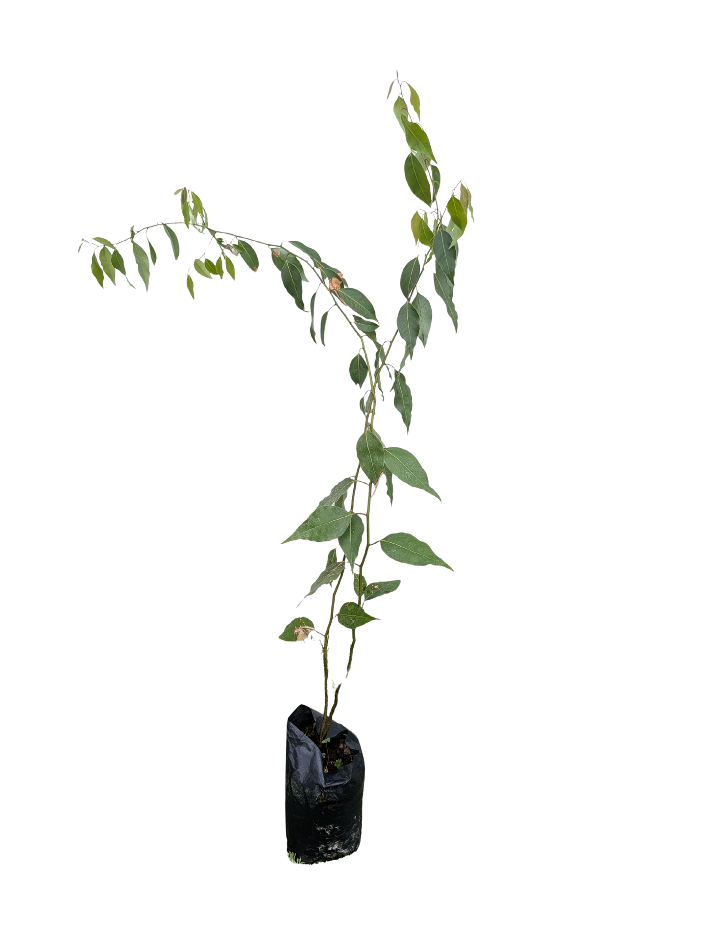 Laurel