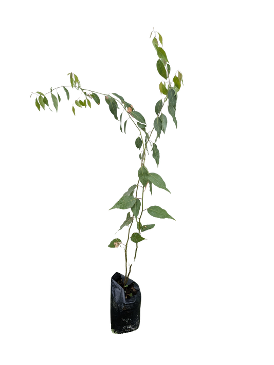 Laurel
