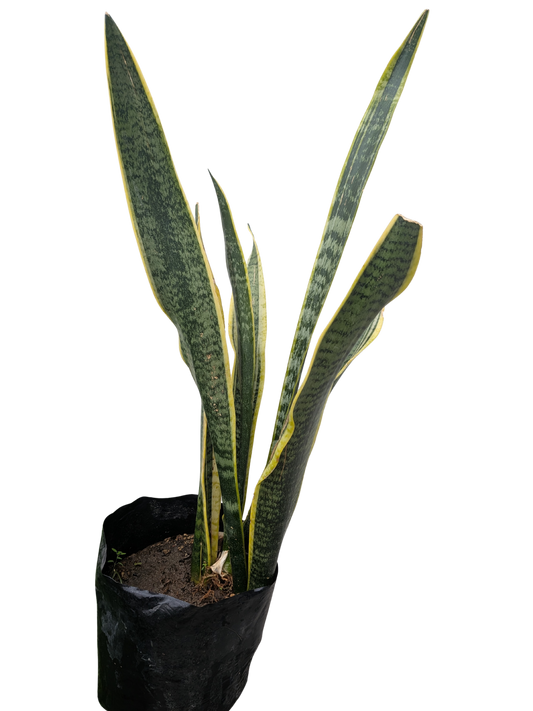 Lengua de suegra