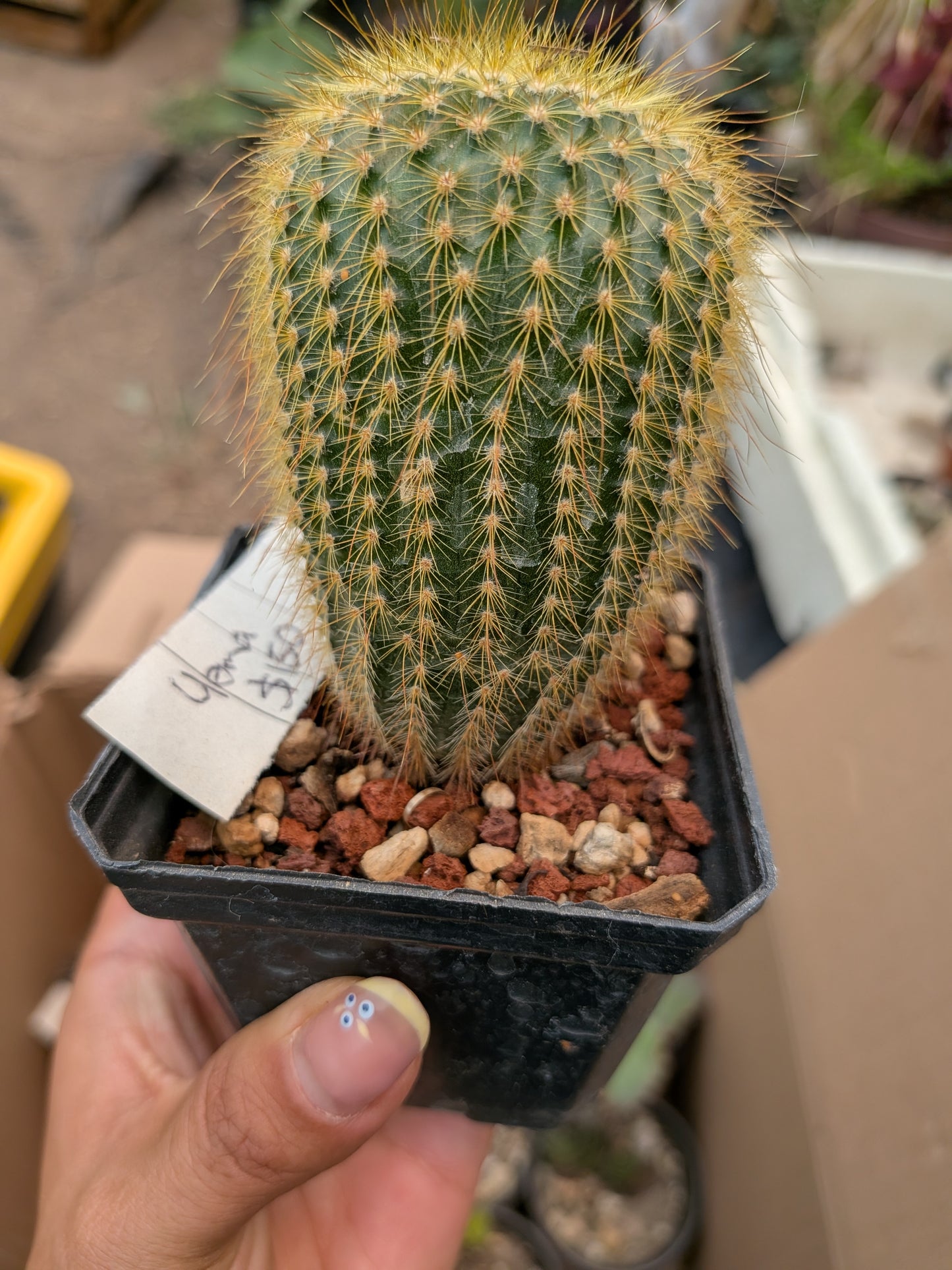 Cactus Yema