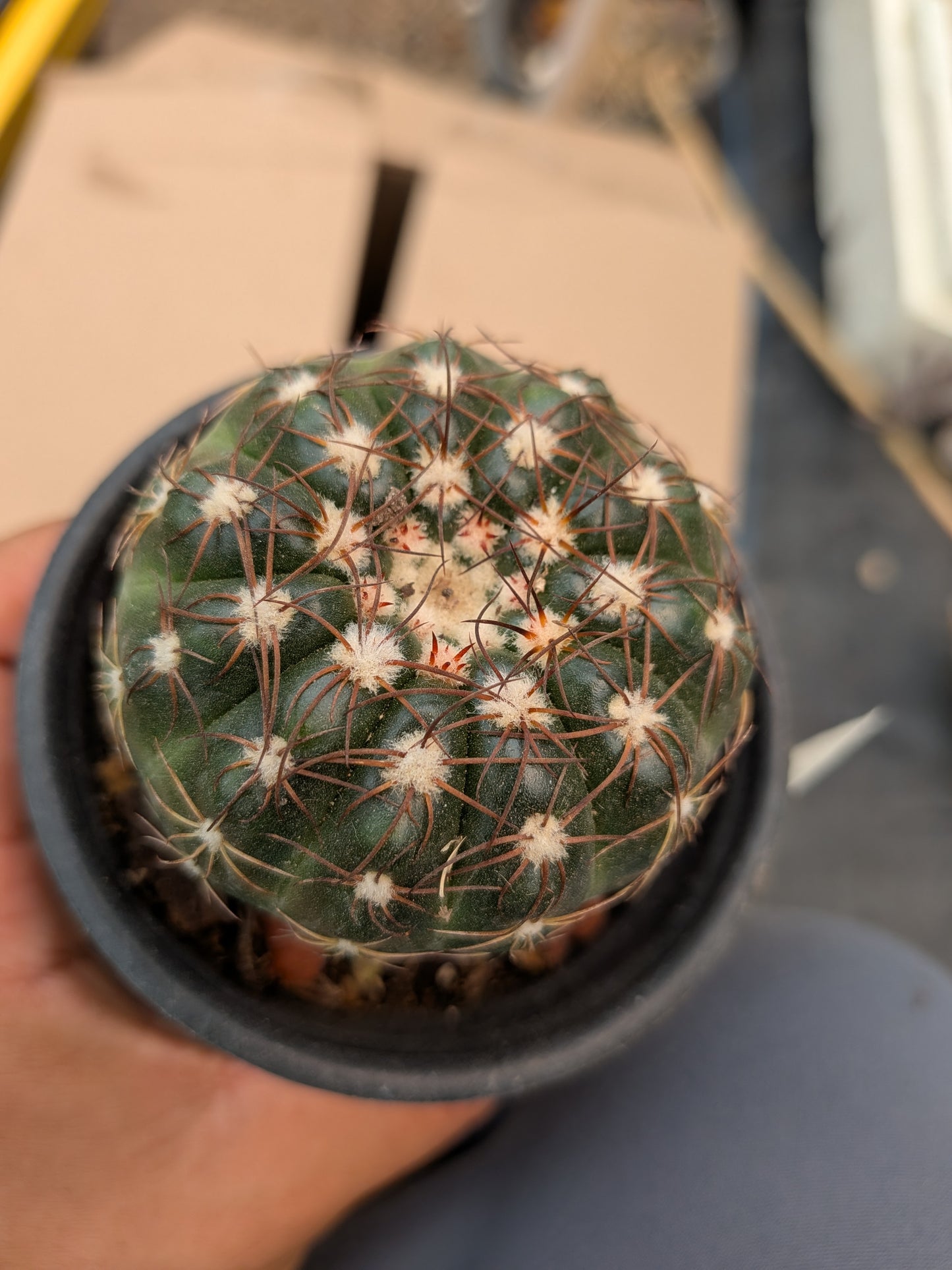 Cactus Paradia werneri
