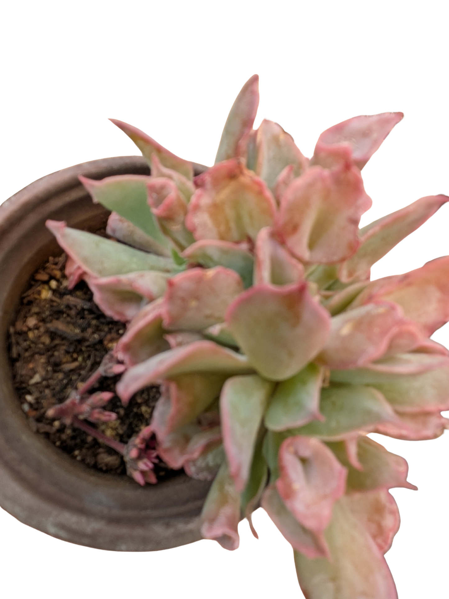 Suculenta Pinky trompet
