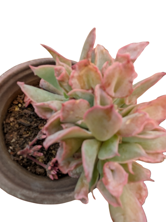 Suculenta Pinky trompet