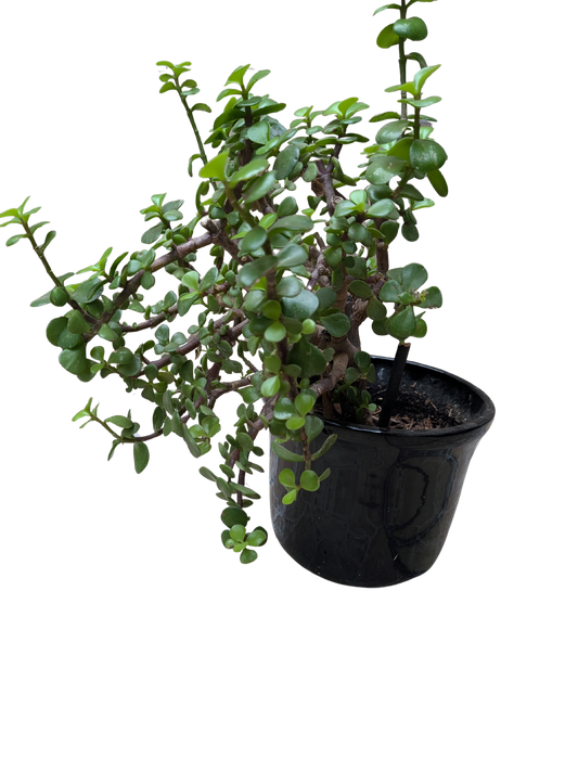 Maceta con planta