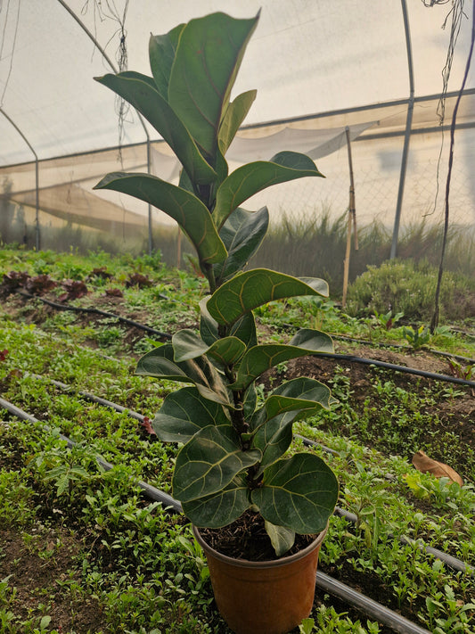 Pandurata