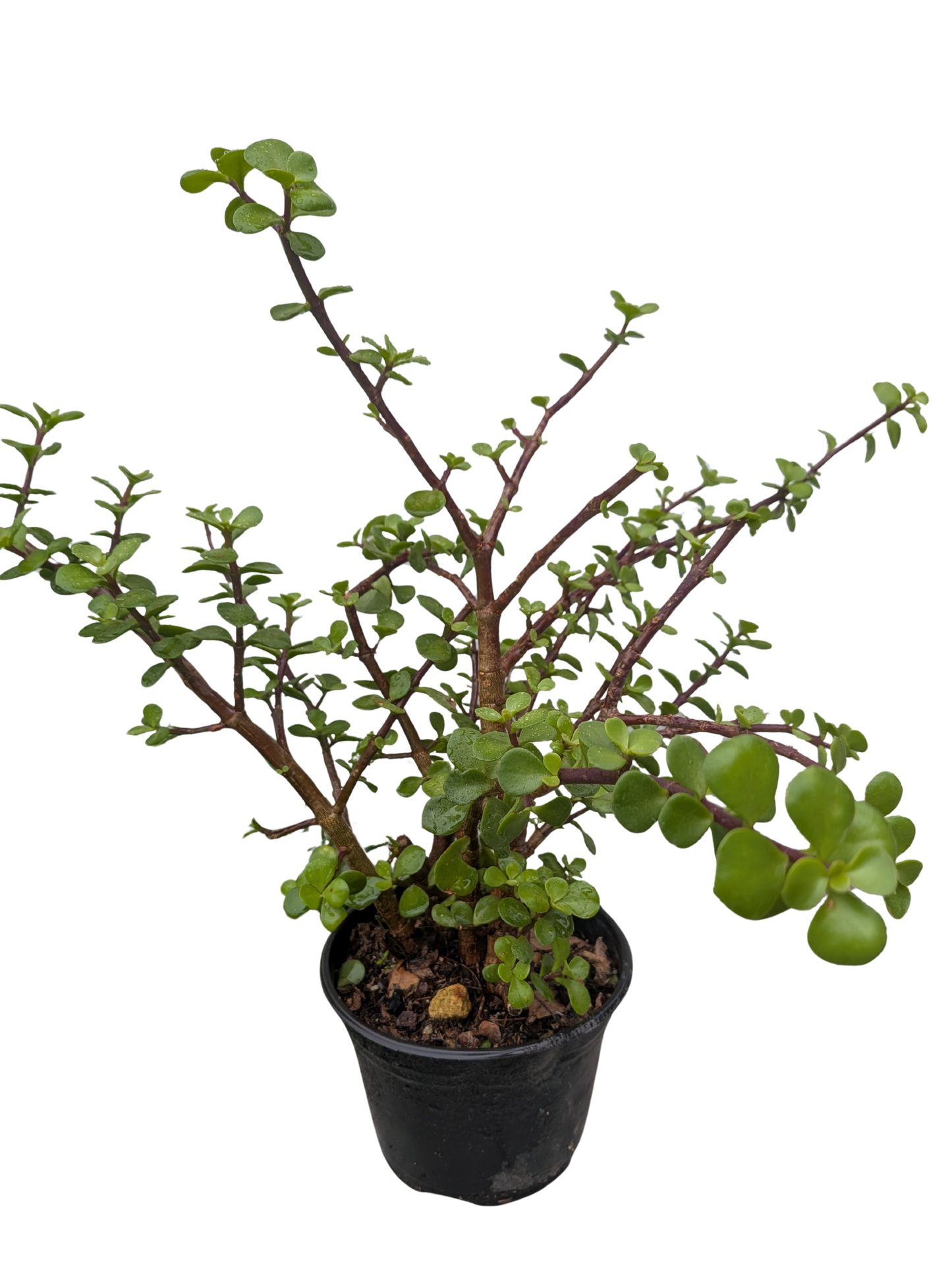 Árbol de la abundancia