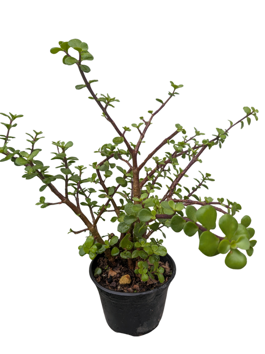 Árbol de la abundancia