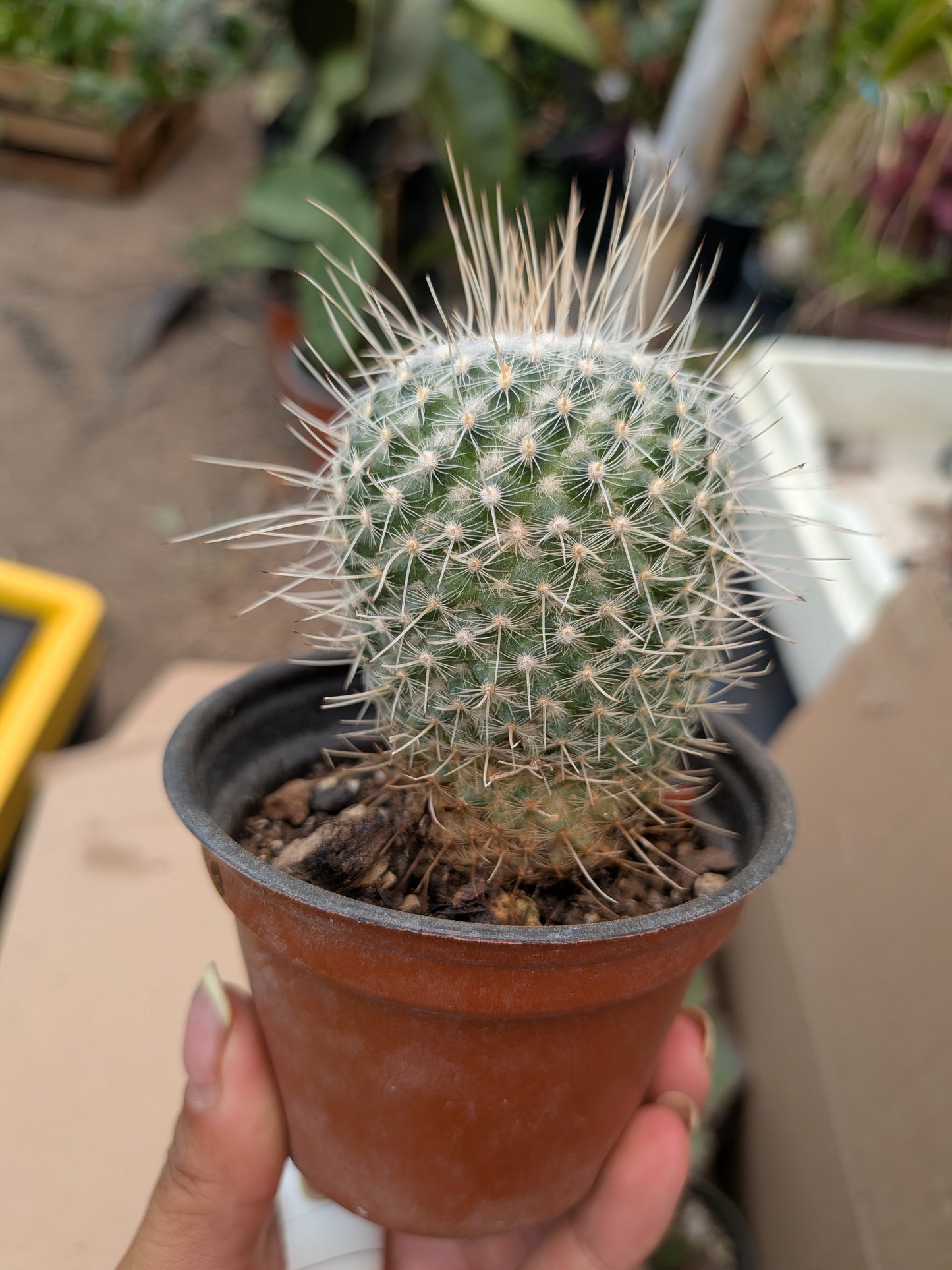 Cactus Mamillaria