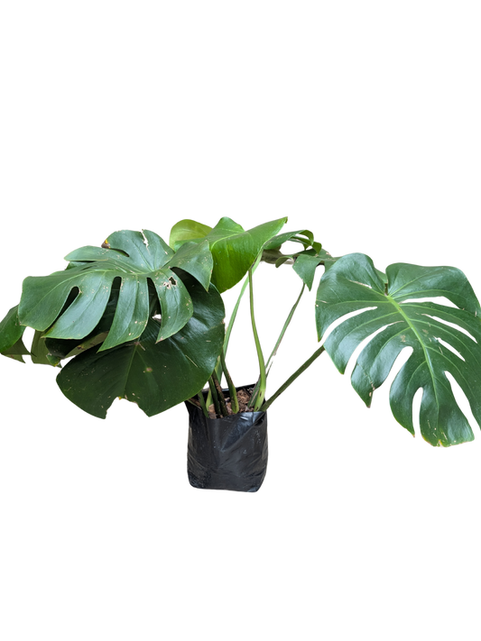 Monstera