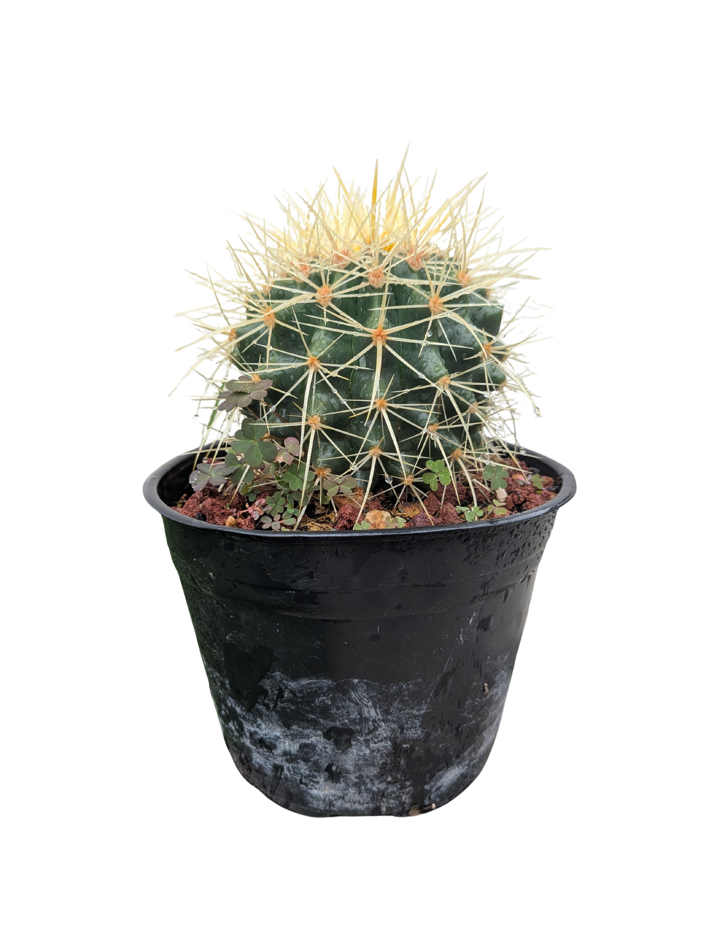 Cactus Asiento de suegra