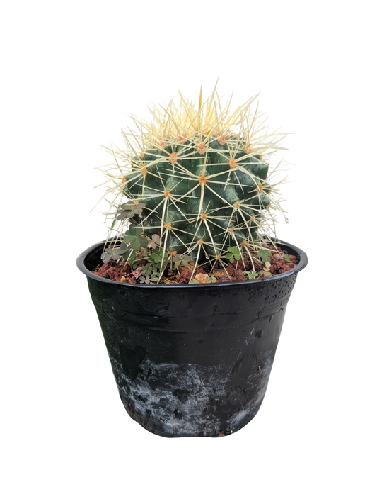 Cactus Asiento de suegra