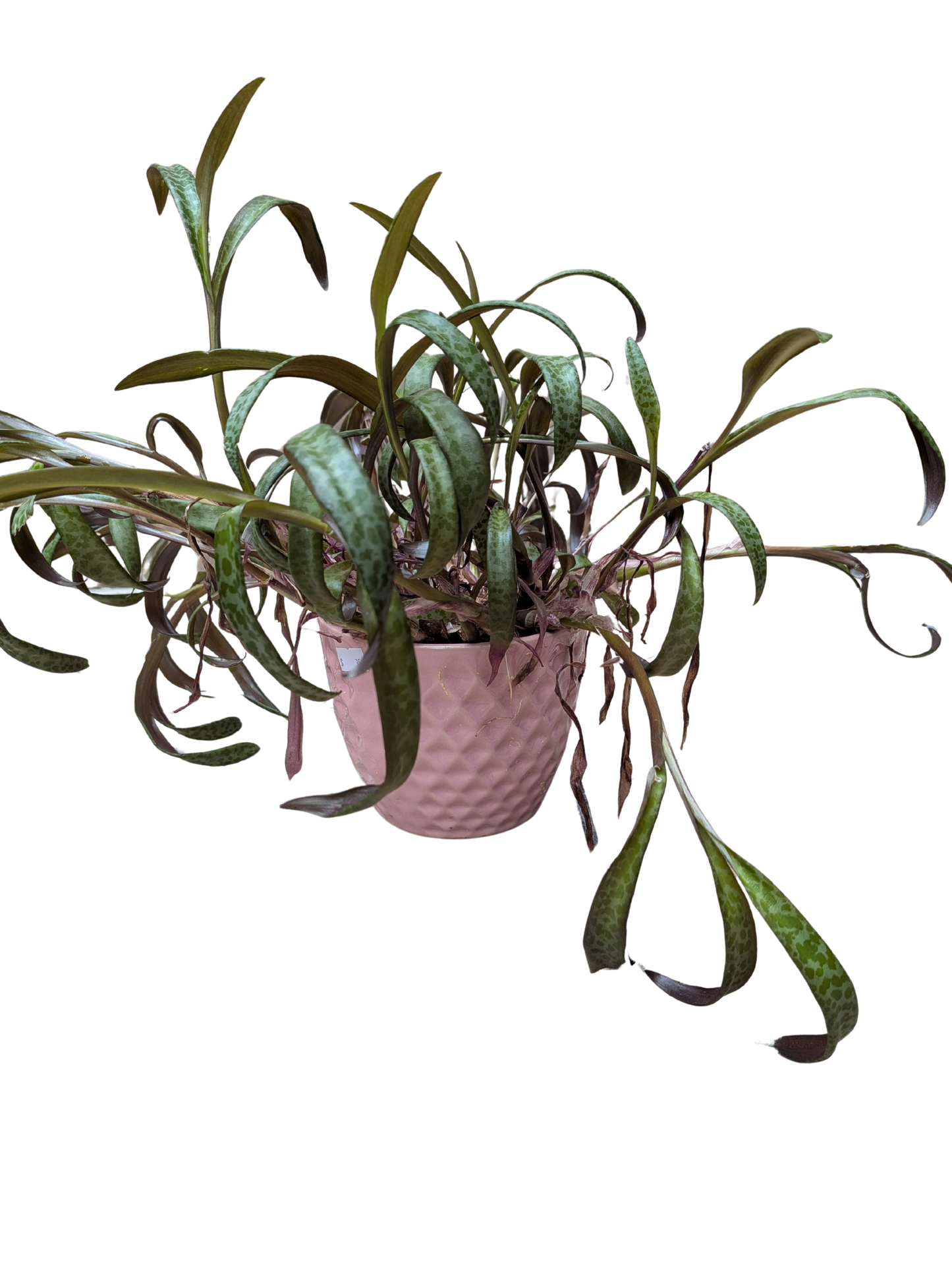 Macetas con planta