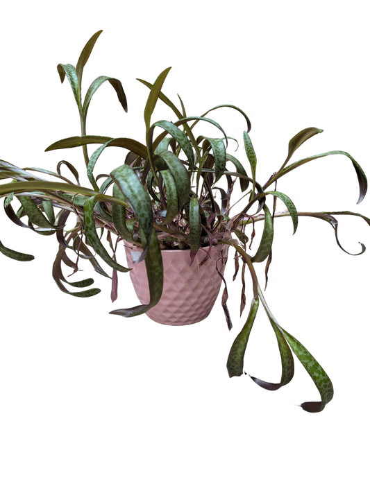 Macetas con planta