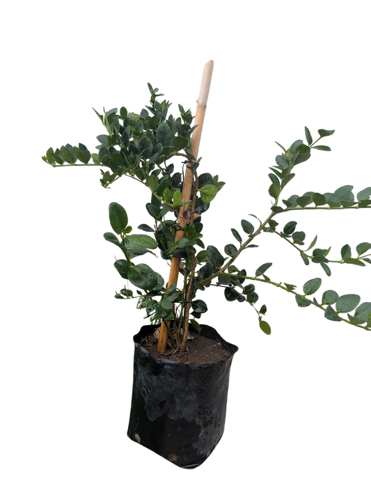 Ioxa Karla