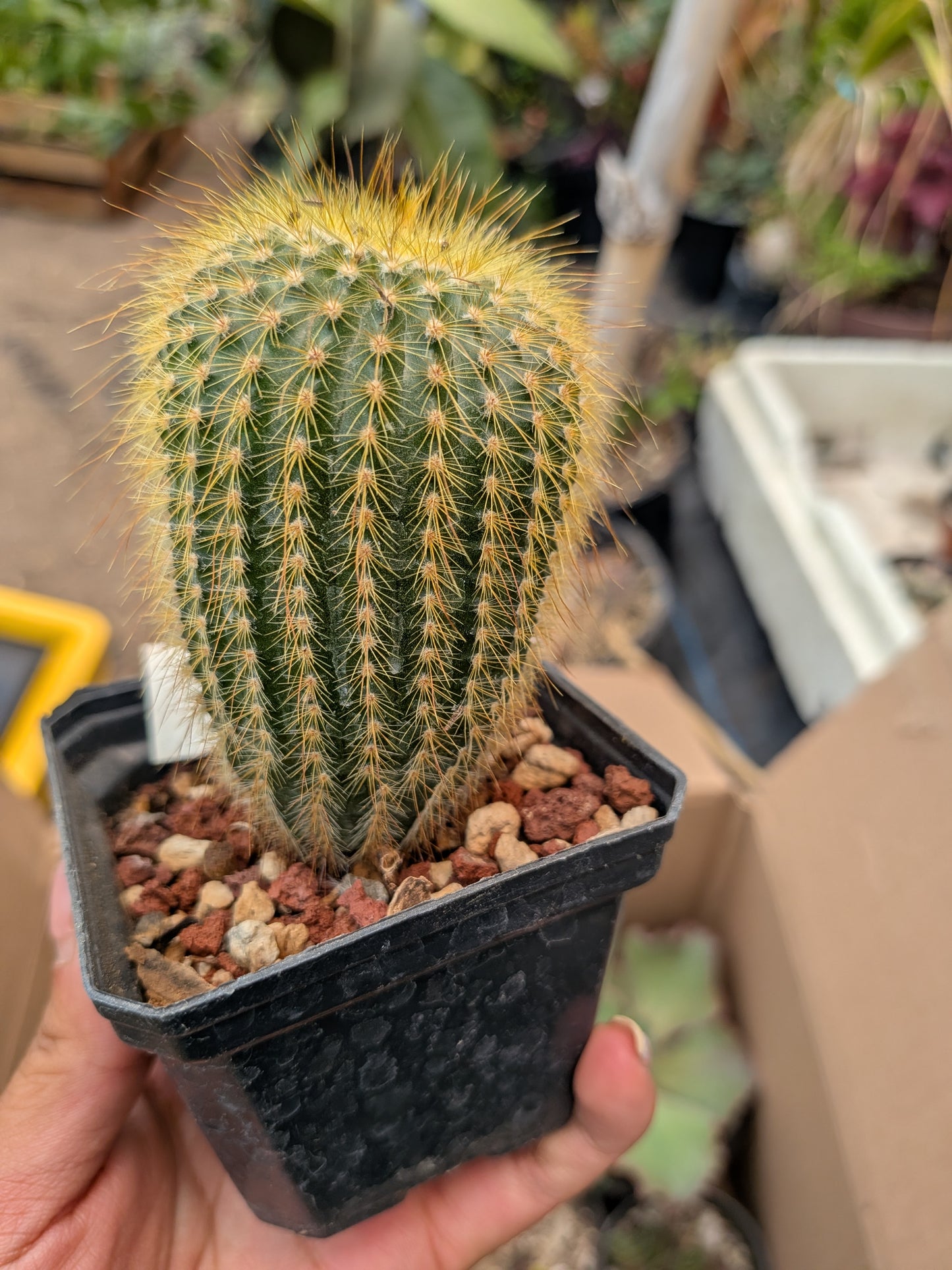 Cactus Yema