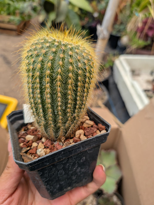 Cactus Yema